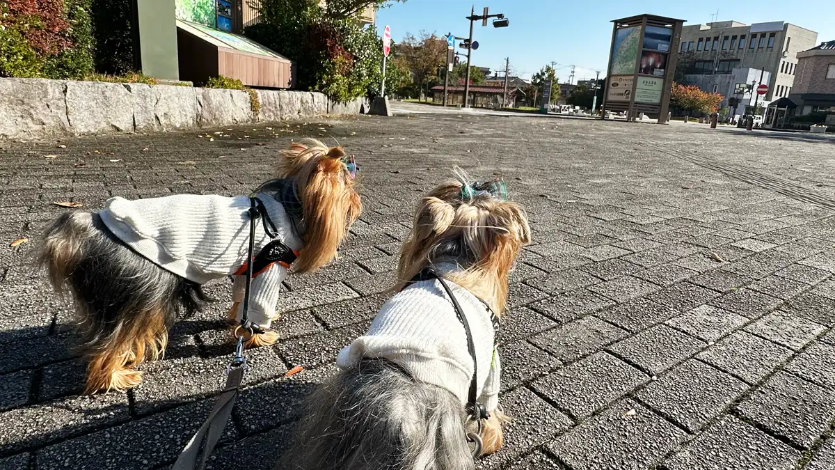 「わんわんリゾート矢田屋松濤園」さん周辺の道路から海の方を望むヨーキーズ（テリー&リアン）の後ろ姿。