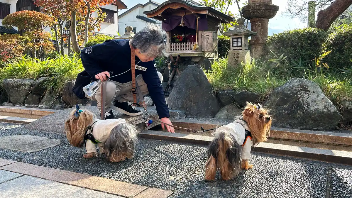 「山中温泉」菊の湯前を流れているお湯の温度を確かめる人間（けい）と興味のなきヨーキーズ（テリー&リアン）