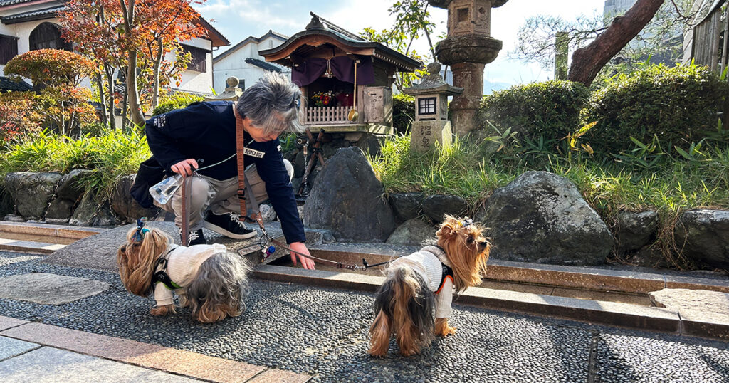 山中温泉菊の湯