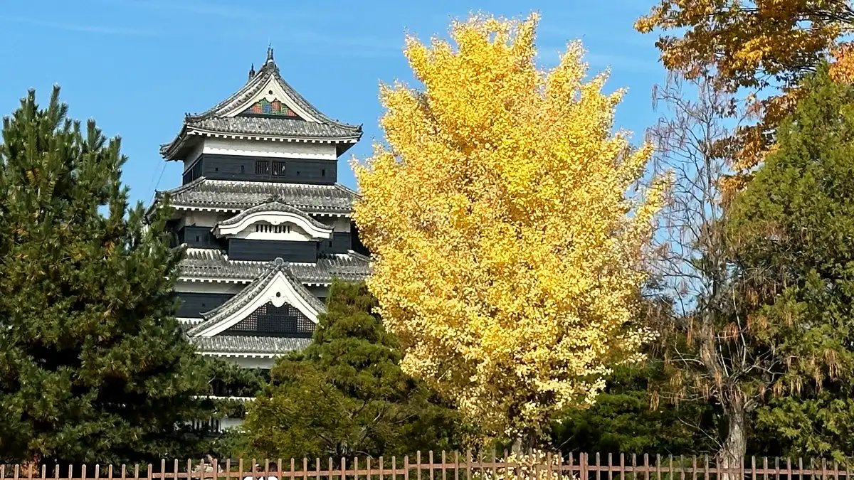 国道から見るイチョウ越しの「松本城」。城の黒と銀杏の黄色が良い対比!