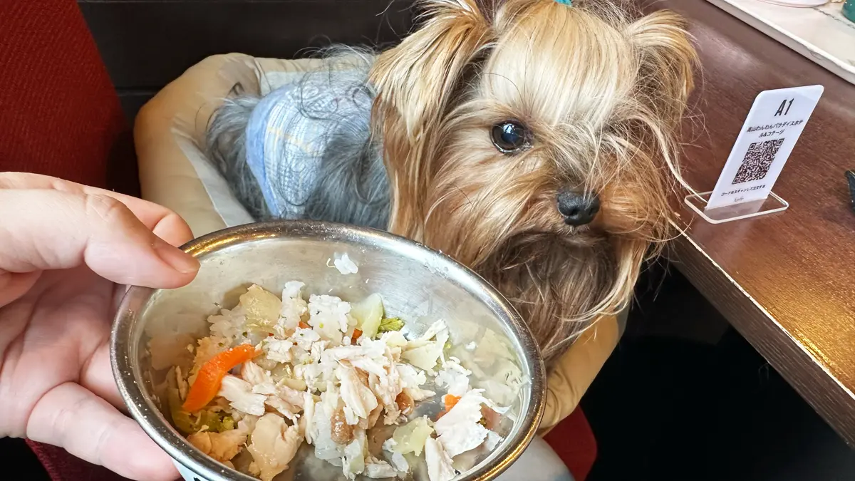 「高山わんわんパラダイス」朝食(手ほぐしささみ)を見つめるヨーキー(テリー)