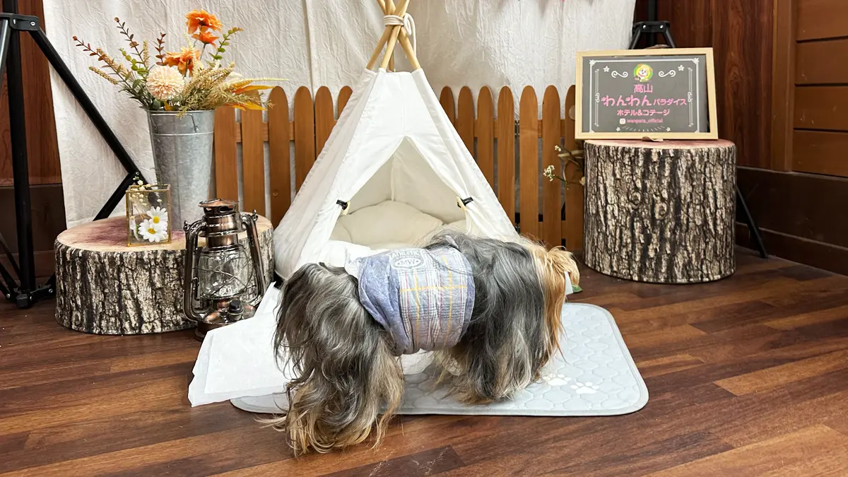 「高山わんわんパラダイス」にある室内ドッグラン。そこに設置されているフォトスポットの匂いを嗅ぐヨーキー(テリー)