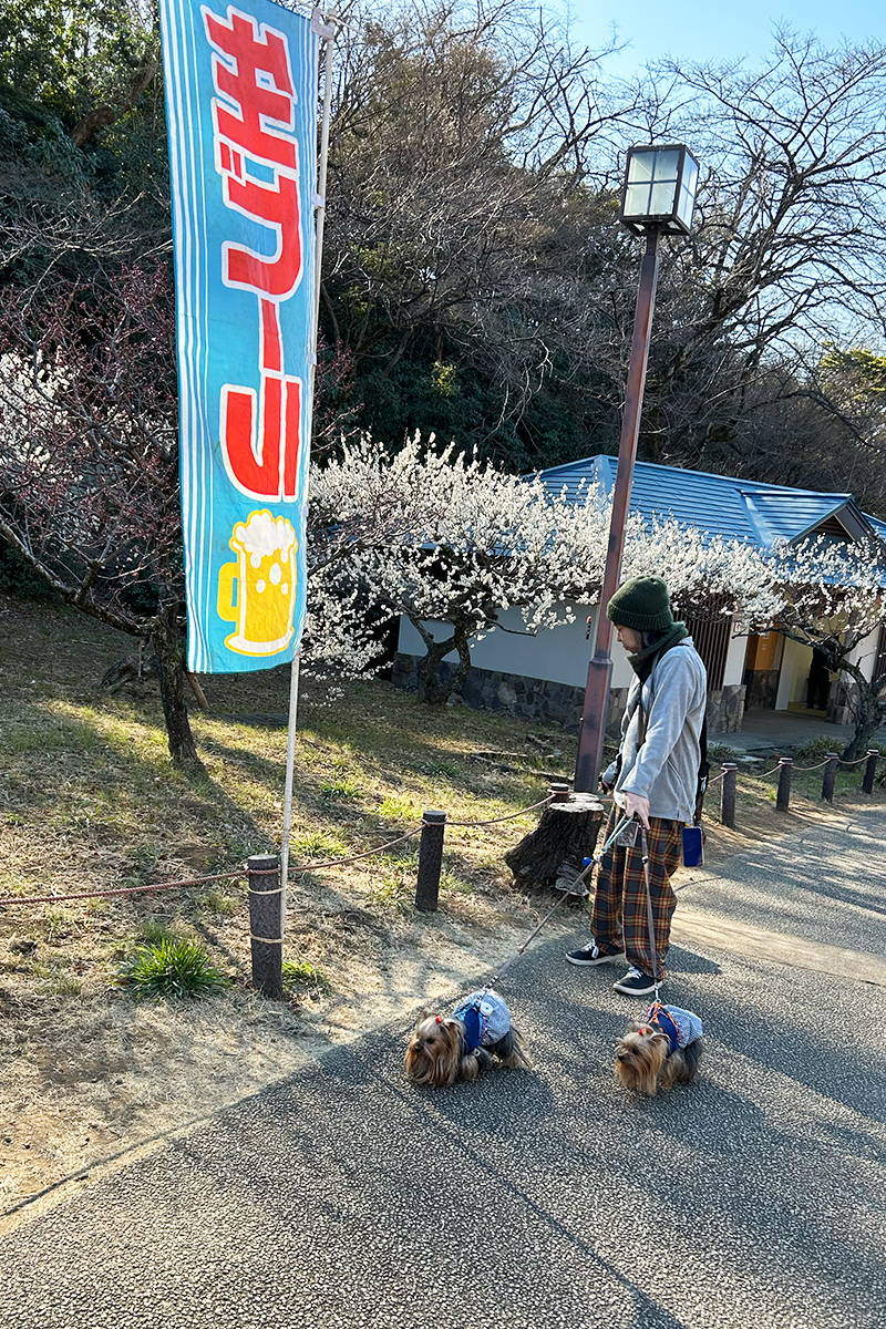 大倉山公園 梅林の遊歩道