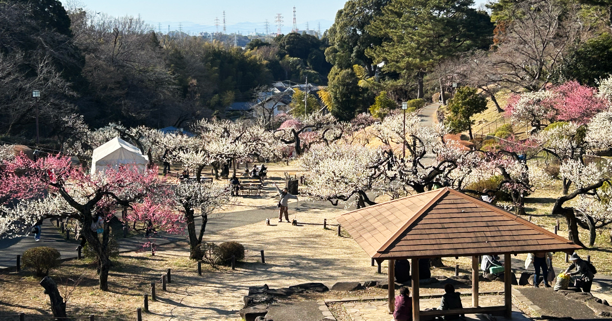 大倉山公園 梅林 遠景