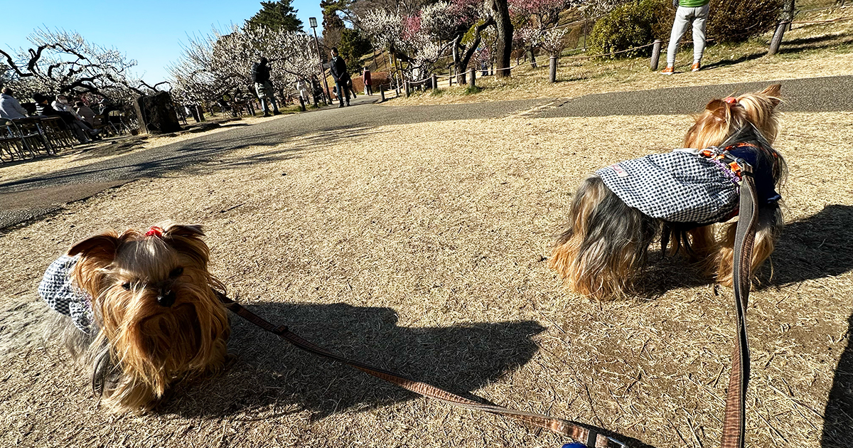 大倉山公園 梅林で遊ぶヨークシャーテリア