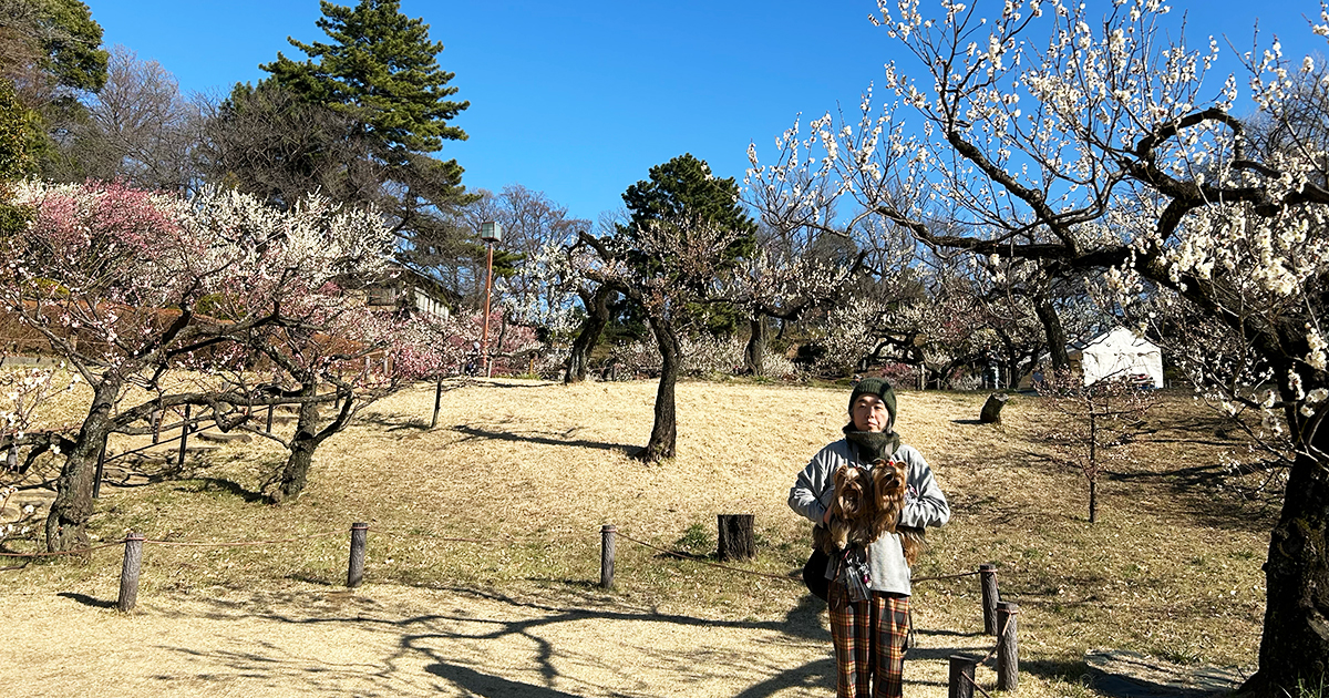 大倉山公園 梅林