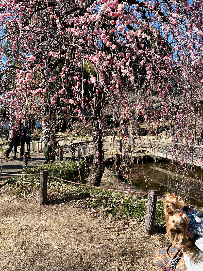 大倉山公園 梅林の枝垂れ梅とヨークシャーテリア