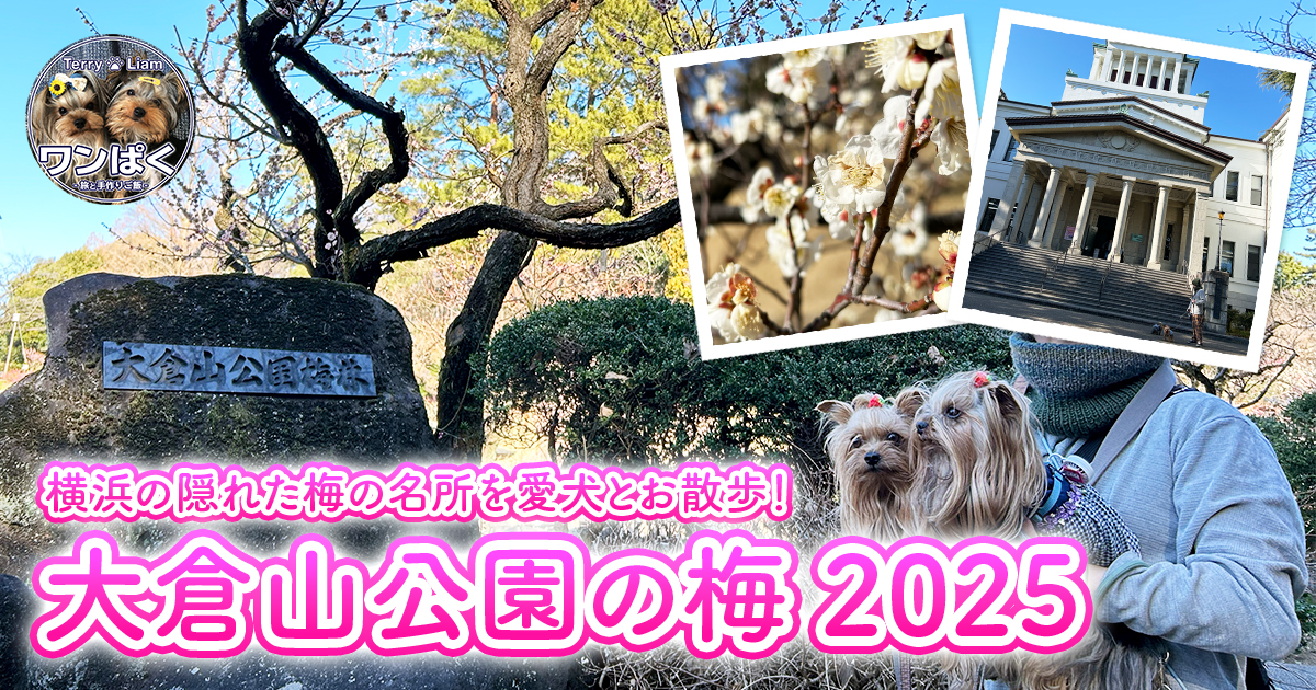 大倉山公園の梅2025のサムネイル