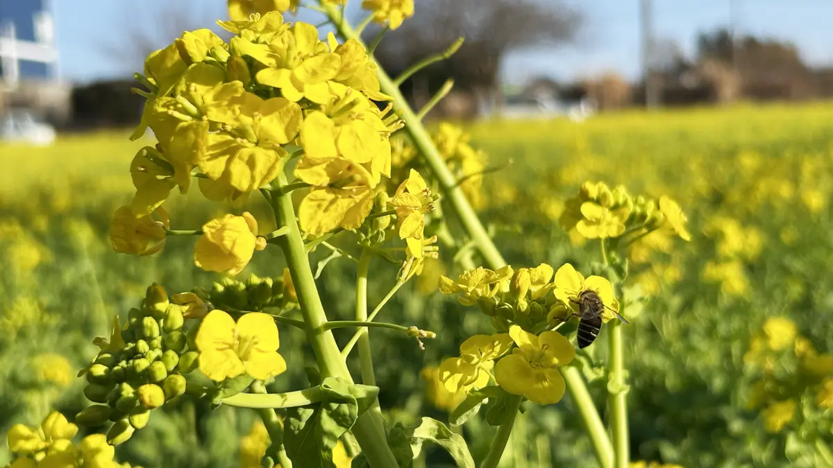 菜の花の蜜を吸う蜜蜂
