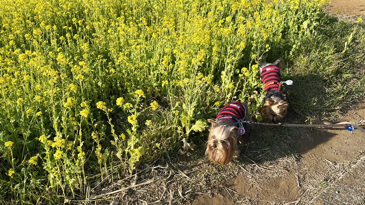 黄色い菜の花と赤紺ボーダー服を着たヨーキーズ（テリー&リアン）。