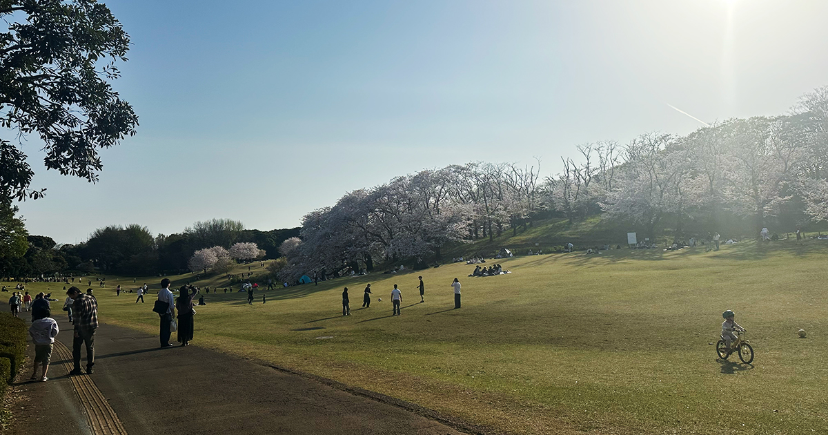 横浜の根岸森林公園の桜山。今年最後かな?