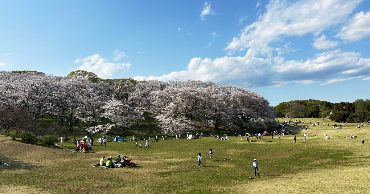 横浜の根岸森林公園の満開の桜山