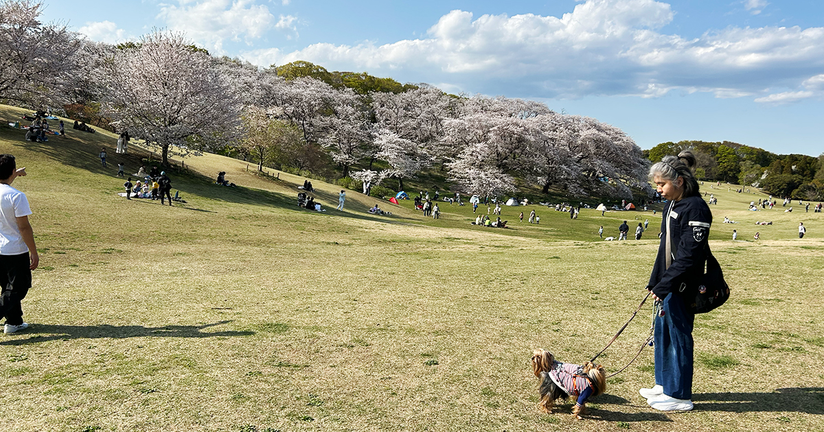 横浜の根岸森林公園の桜山。平日だから客足もまばら