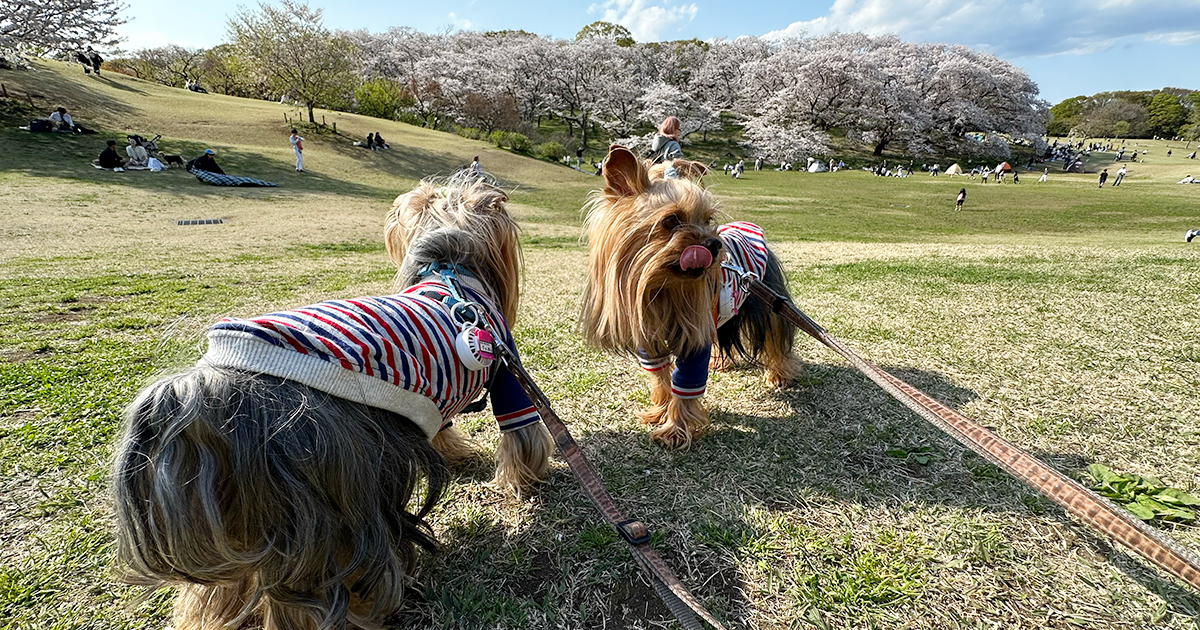 横浜の根岸森林公園の桜山。舌なめずりするヨークシャーテリア