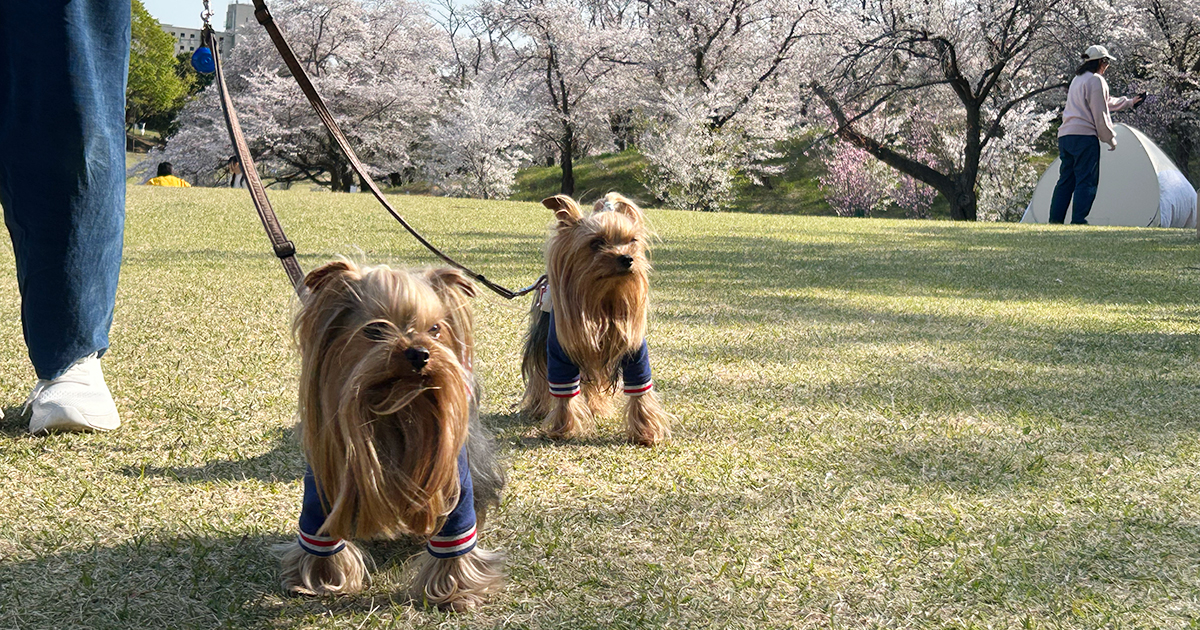 横浜の根岸森林公園の桜山とヨークシャーテリア