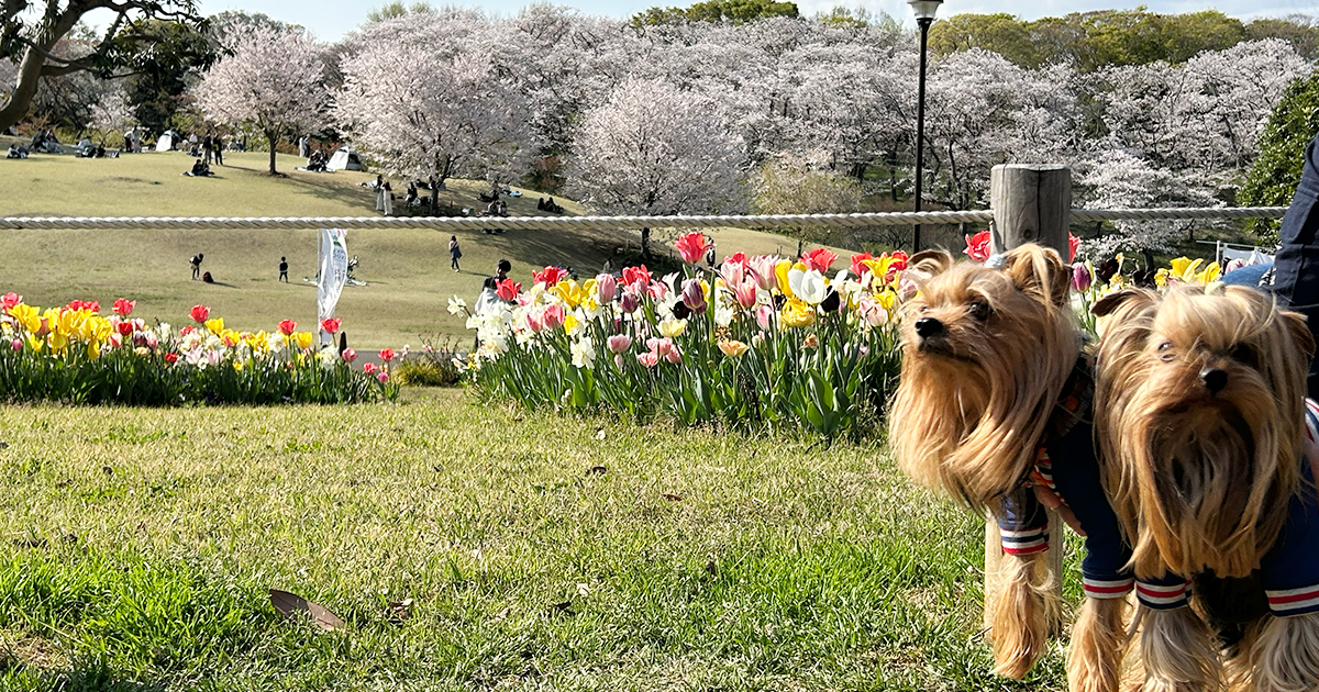 横浜の根岸森林公園エントランス。チューリップ越しの桜