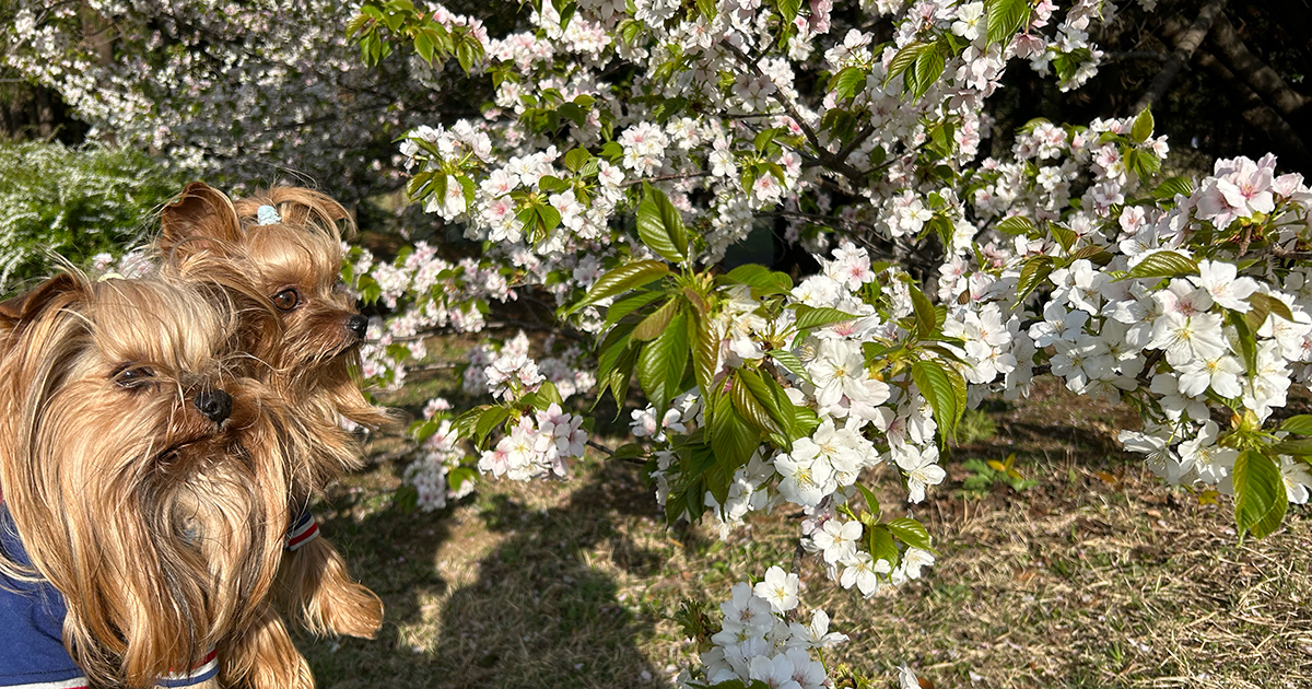 横浜の根岸森林公園の山桜。