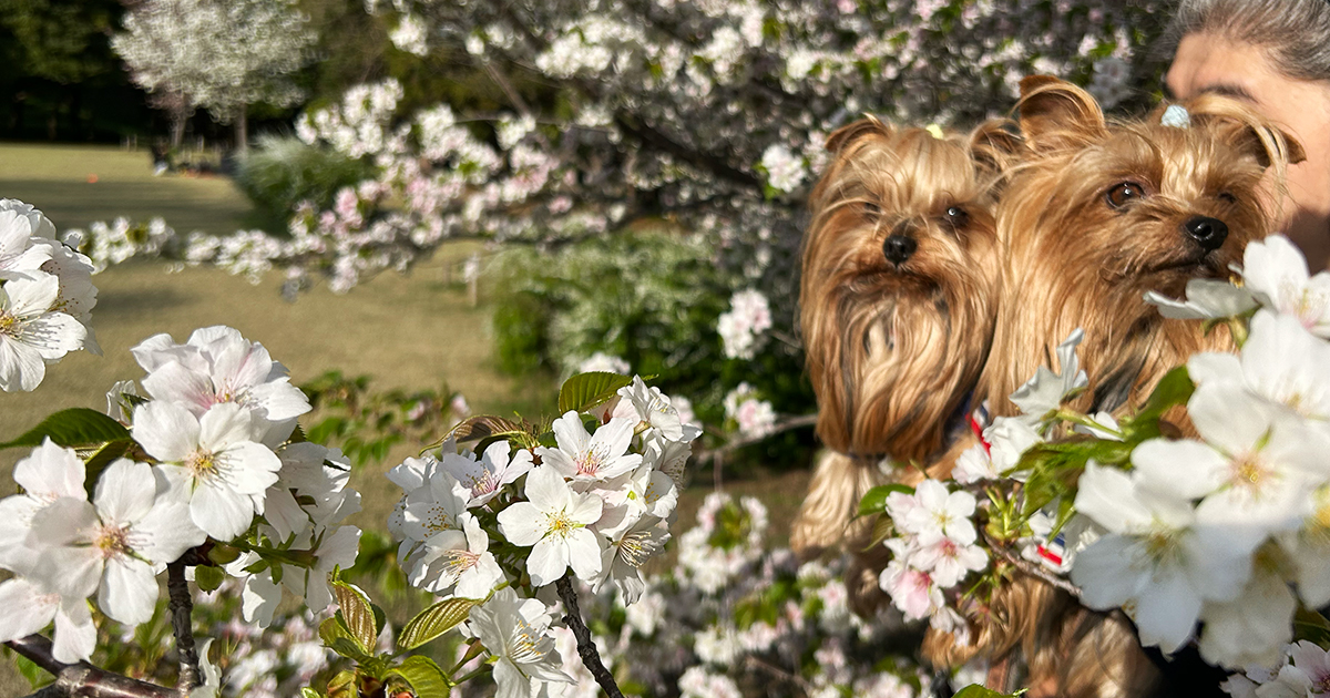 横浜の根岸森林公園の山桜とヨークシャーテリア