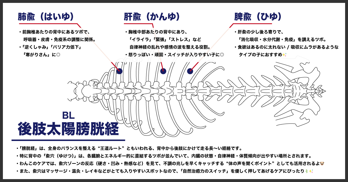膀胱経の肺兪・肝兪・脾兪の場所(骨格図)