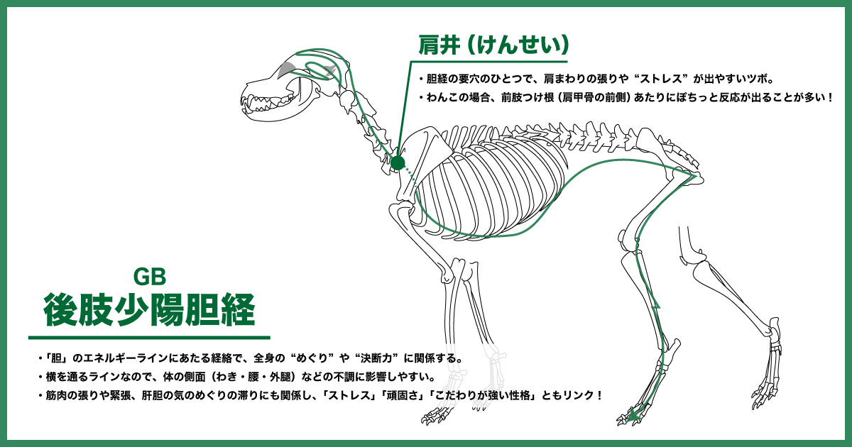 後肢少陽胆経に現れたテリーの脂肪