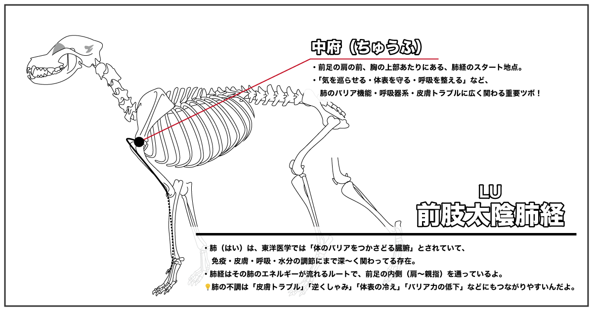 肺経の中府の場所(骨格図)