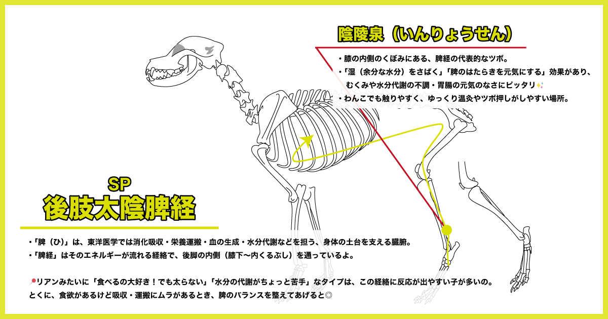 脾経の陰陵泉の場所(骨格図)