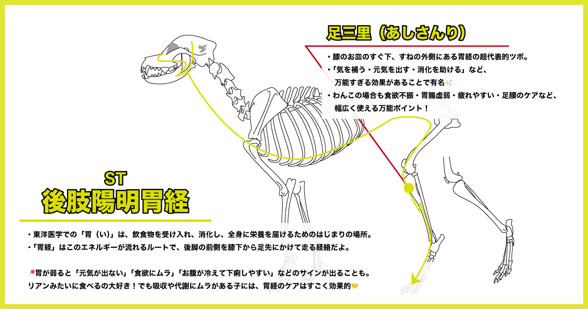 胃経の足三里の場所(骨格図)