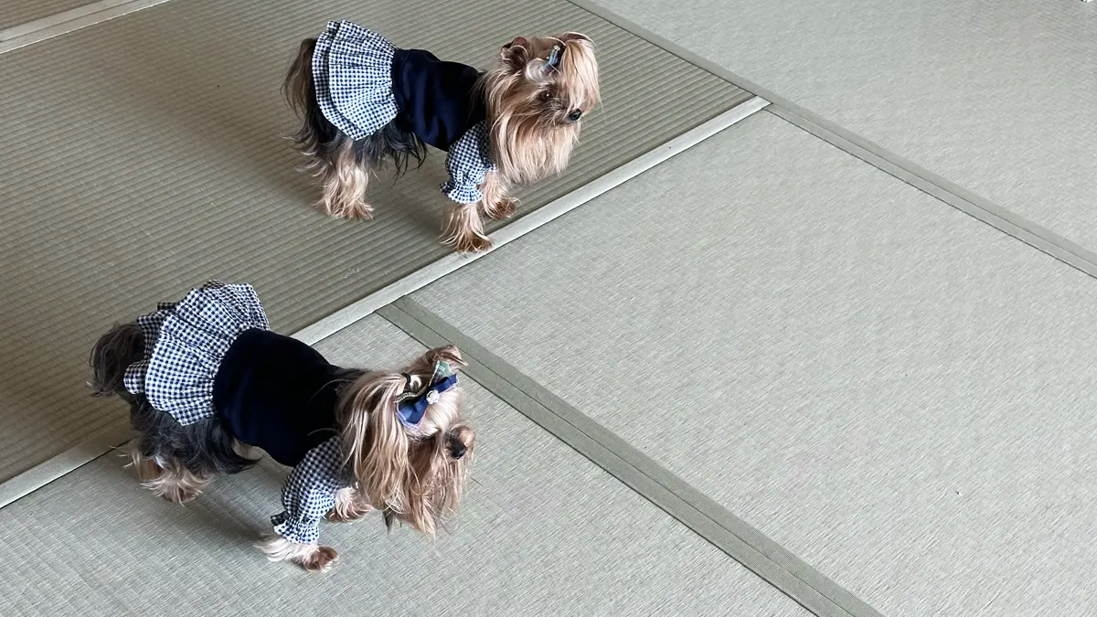 南紀白浜わんわんパラダイスの和室でリラックスするヨークシャーテリア（テリー＆リアン）。ばあば手作りの洋服を着ている。