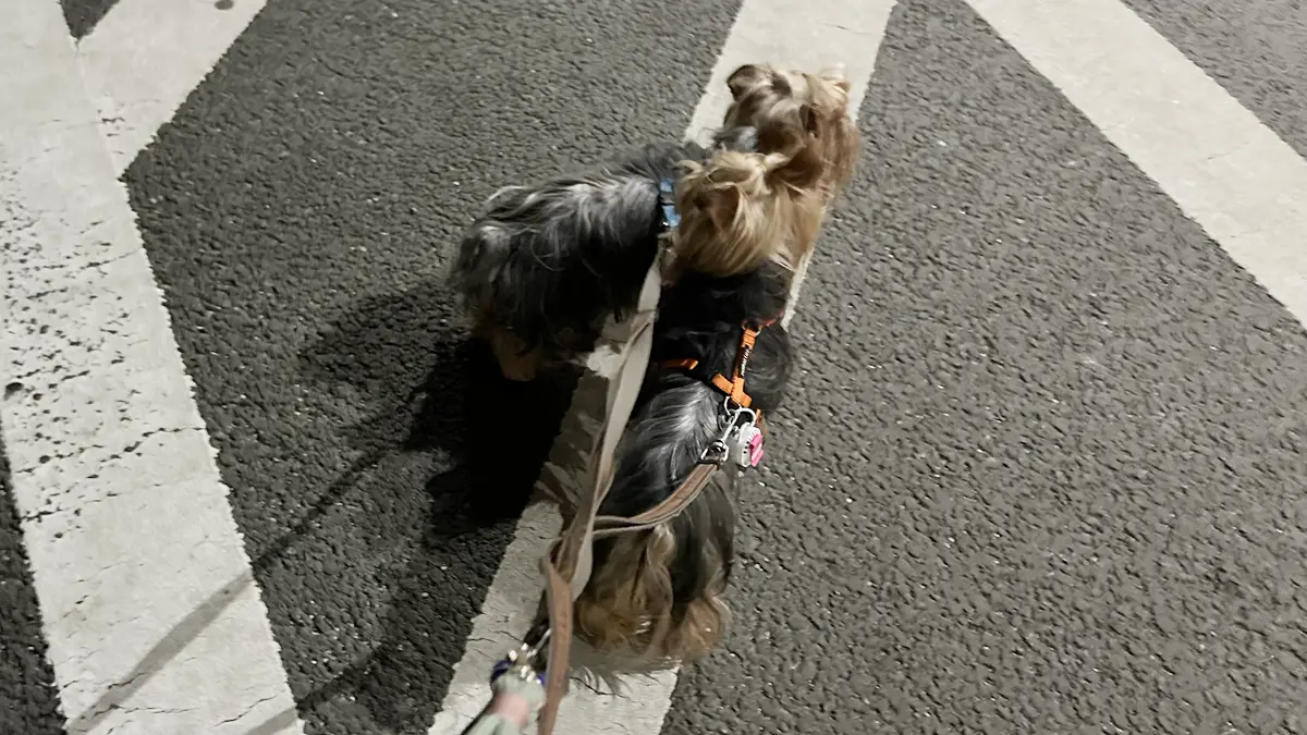 駿河湾沼津SAを散歩するヨークシャーテリアのテリーとリアン