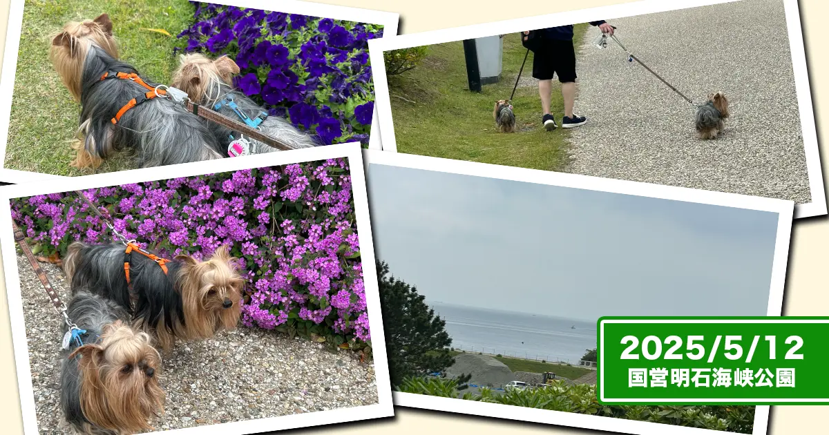 国営明石海峡公園のお散歩するヨーキーズ（テリー＆リアン）と人間の足、公園から見える海のコラージュ