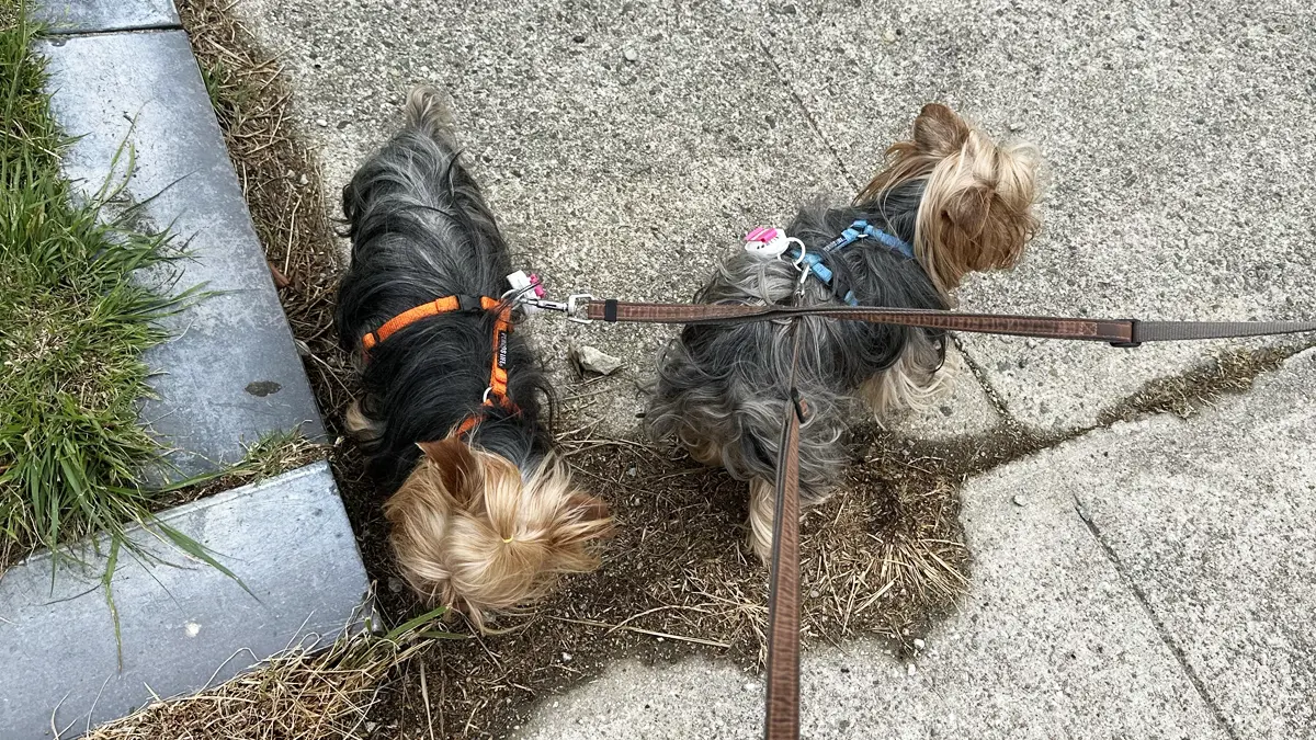 淡路SAを散歩してリフレッシュしているヨークシャーテリアのテリーとリアン