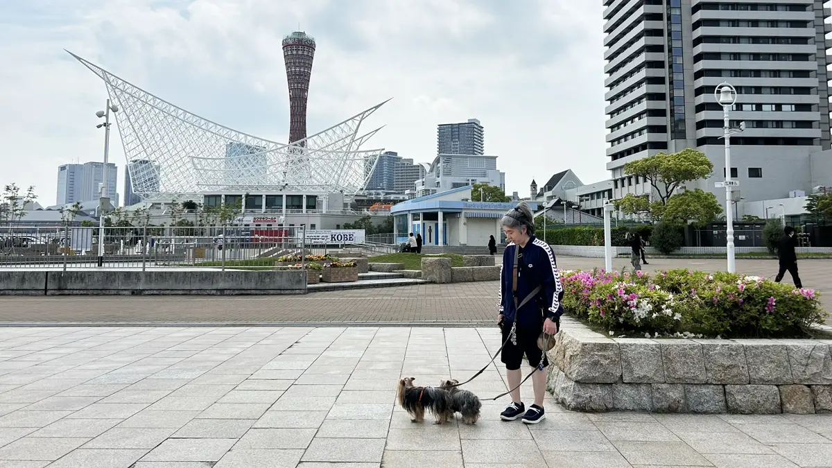 神戸港メリケンパーク・ポートタワーの前に立つヨーキーズ（テリー&リアン）とけい（親びん）