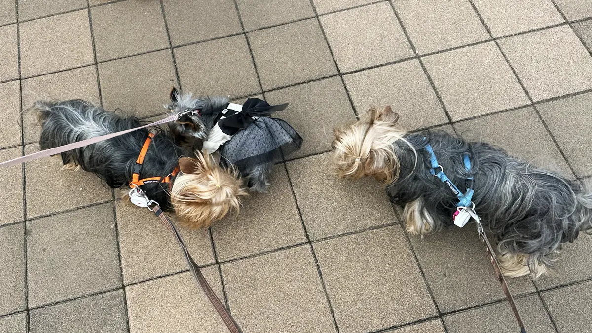 小さなヨークシャーテリアとご挨拶する我が家のヨーキーズ（テリー＆リアン）