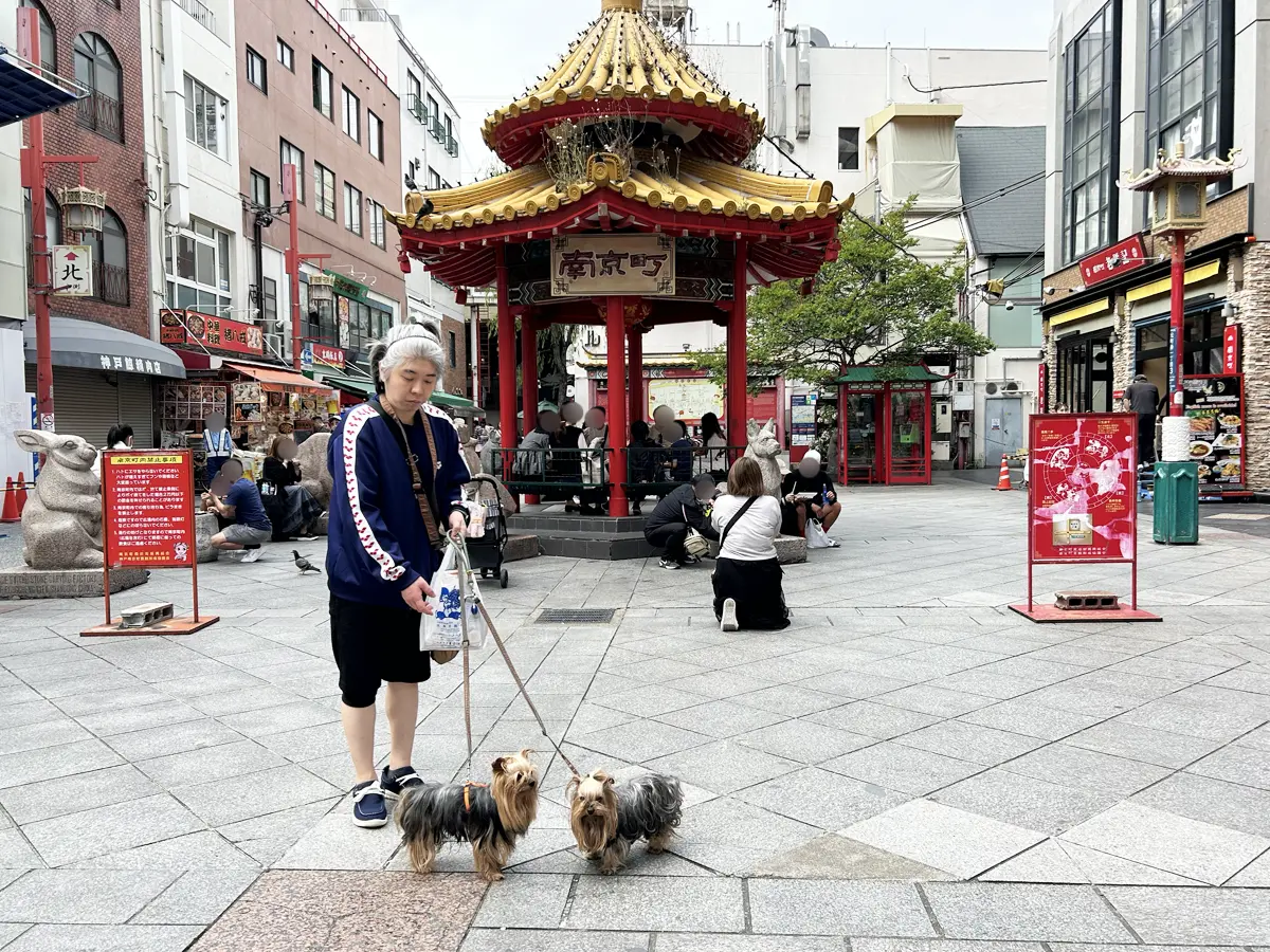 神戸・南京町広場で記念撮影するヨーキーズ（テリー&リアン）とけい（親びん）