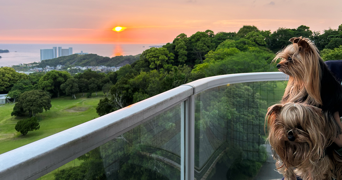 南紀白浜わんわんパラダイス客室より夕陽を眺めるヨークシャーテリア