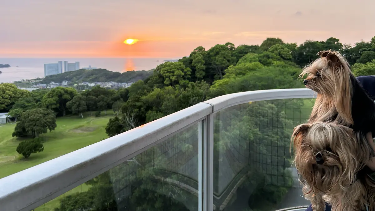 南紀白浜わんわんパラダイス客室より夕陽を眺めるヨークシャーテリア（テリー＆リアン）