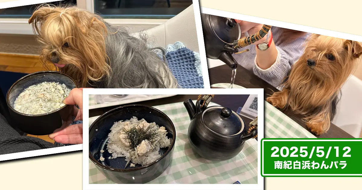 南紀白浜わんわんパラダイスのわんこメニュー『まぐろとシラスのお茶漬け』に釘付けのヨーキーズ（テリー＆リアン）