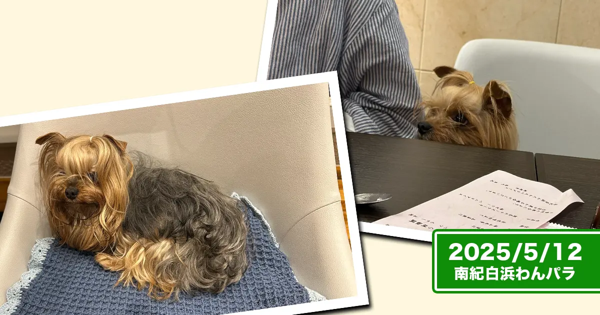 南紀白浜わんわんパラダイスのレストランの椅子で食後の幸せを噛み締めるテリーと、未だ諦められず机の上を凝視するリアン