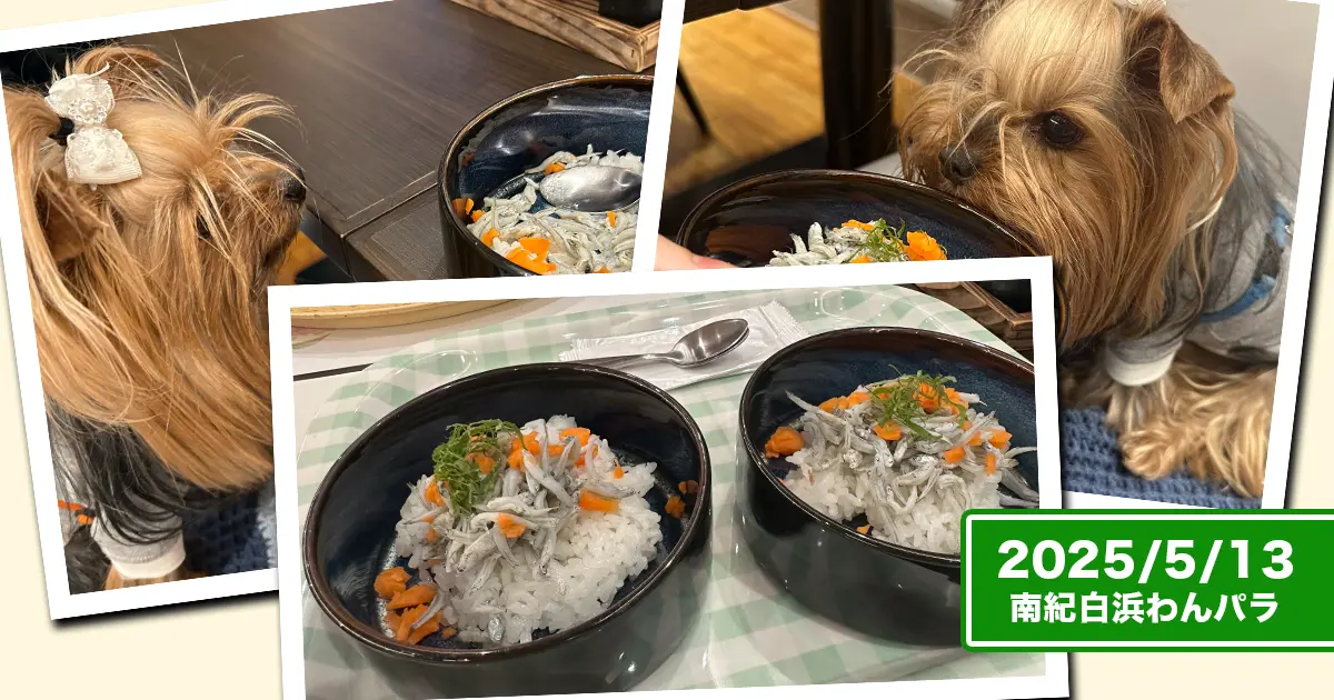 南紀白浜わんわんパラダイスのわんこメニュー『シラスたっぷり丼』に釘付けなヨークシャーテリア（テリー＆リアン）のコラージュ