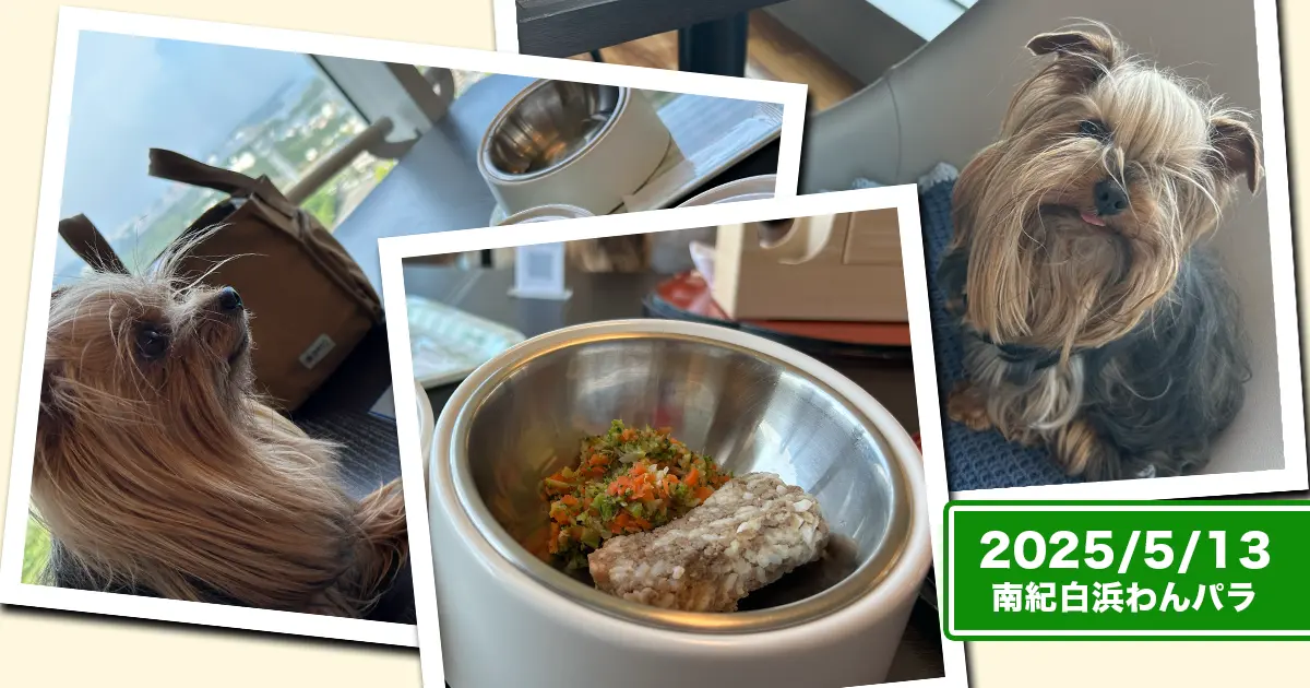 南紀白浜わんわんパラダイスのわんこメニュー『ワンバーグ』に釘付けなヨークシャーテリア（テリー＆リアン）