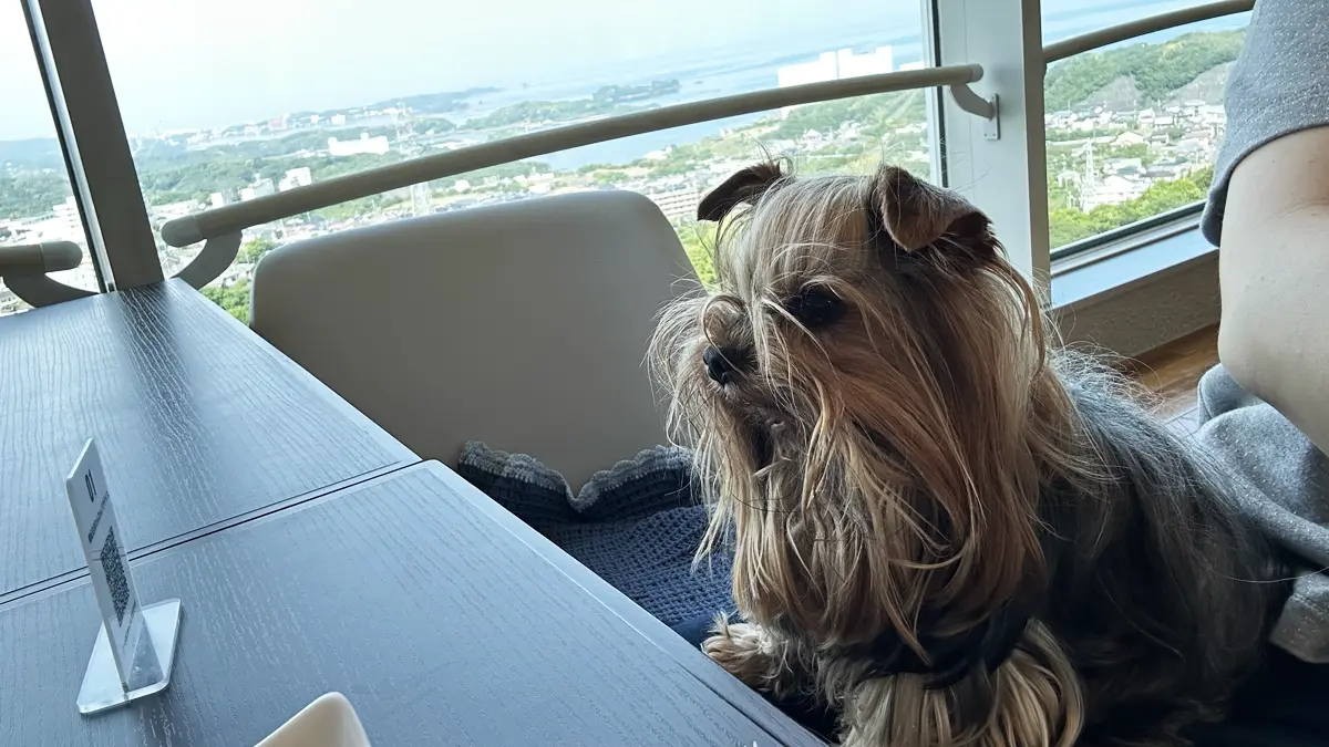 快晴の南紀白浜わんわんパラダイス・レストランで朝食待ちのヨークシャーテリア（テリー）