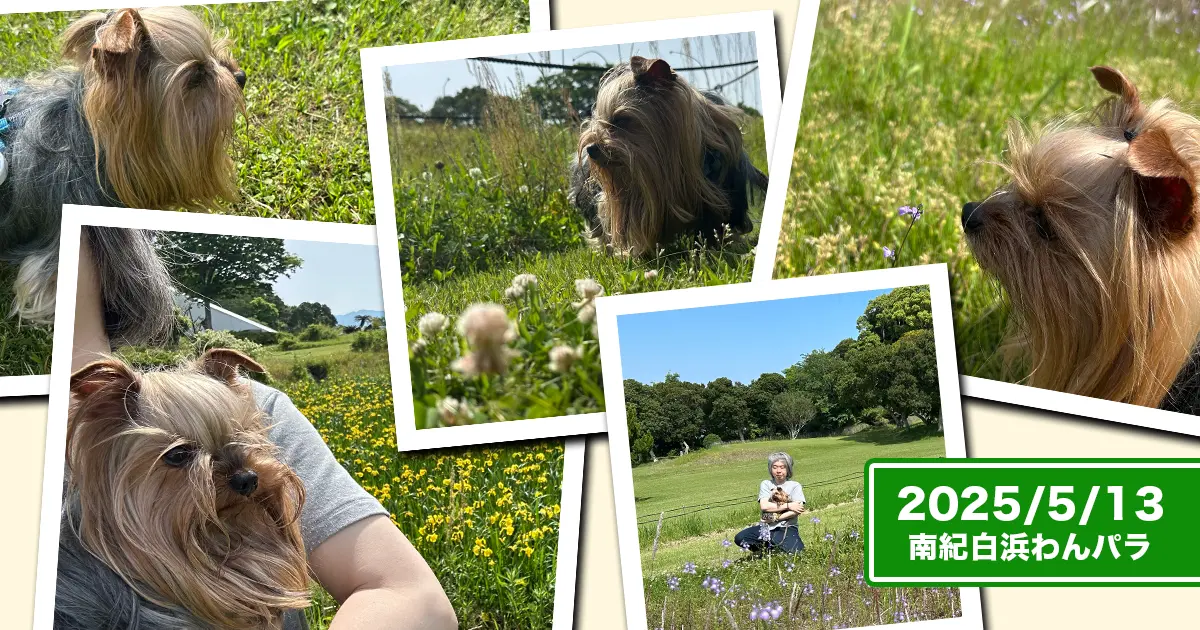 南紀白浜わんわんパラダイスのお庭は広い！シロツメクサなどたくさん咲いているところをお散歩しているヨーキーズ（テリー＆リアン）のコラージュ