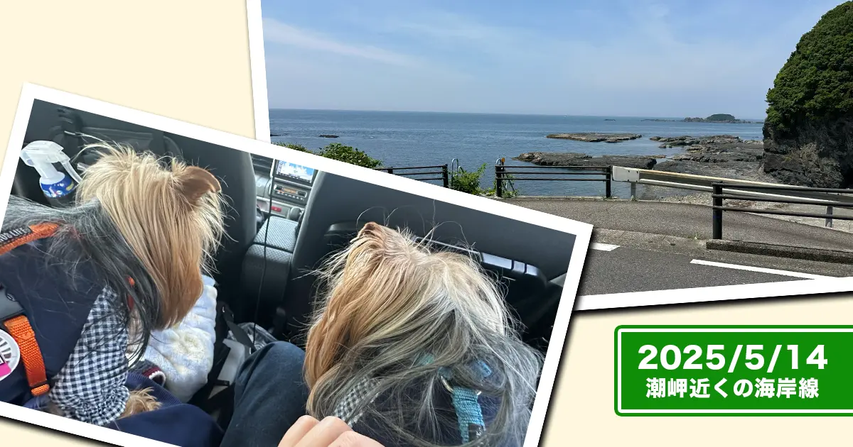 車中もリラックスのヨークシャーテリア（テリー＆リアン）と潮岬近くの海岸線コラージュ