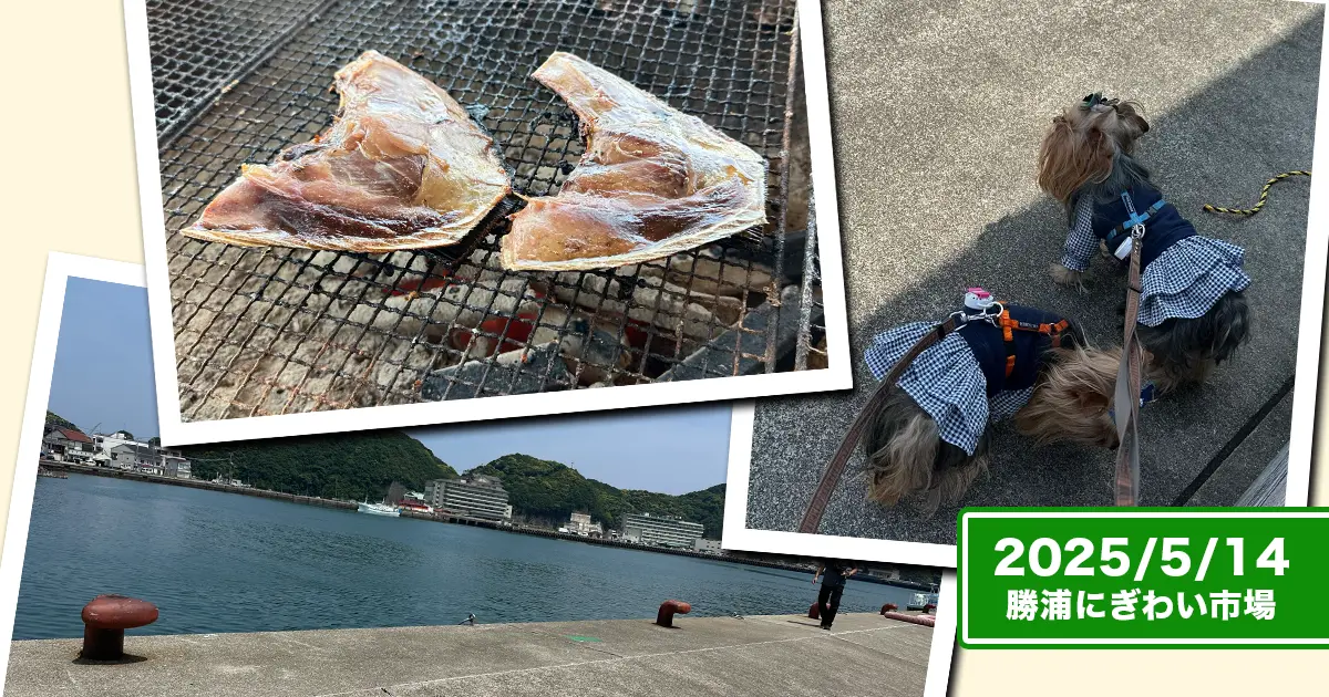 那智勝浦・にぎわい市場周辺を散策！カマ焼きや係留アンカーを見ながら散歩するヨーキーズ（テリー&リアン）のコラージュ