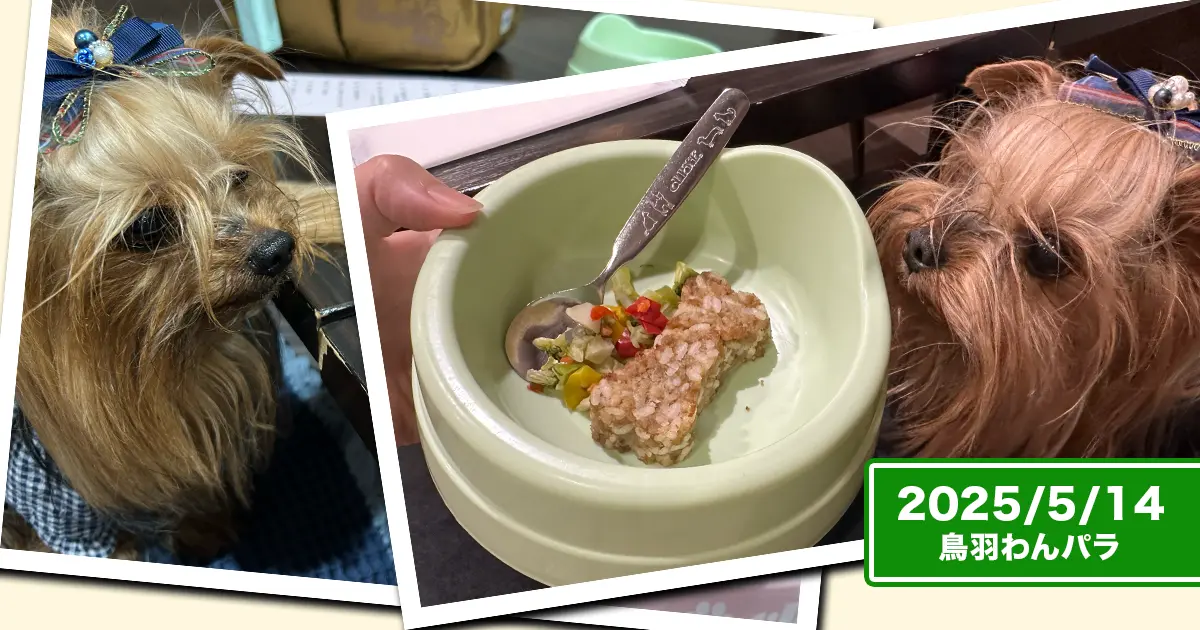 鳥羽わんわんパラダイス『松阪牛入り特製わんバーグ』を凝視するヨークシャーテリア（テリー＆リアン）のコラージュ