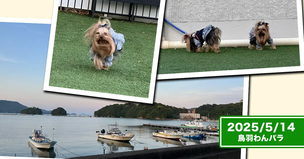 『鳥羽わんわんパラダイス』から見える漁港を尻目にドッグランを堪能するヨークシャーテリア（テリー＆リアン）のコラージュ