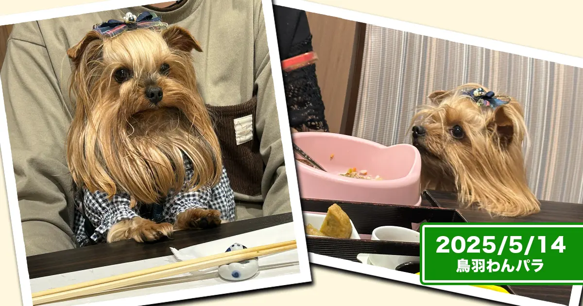 ごはんの最中もおとなしく？待てているヨーキーズ（テリー＆リアン）のコラージュ