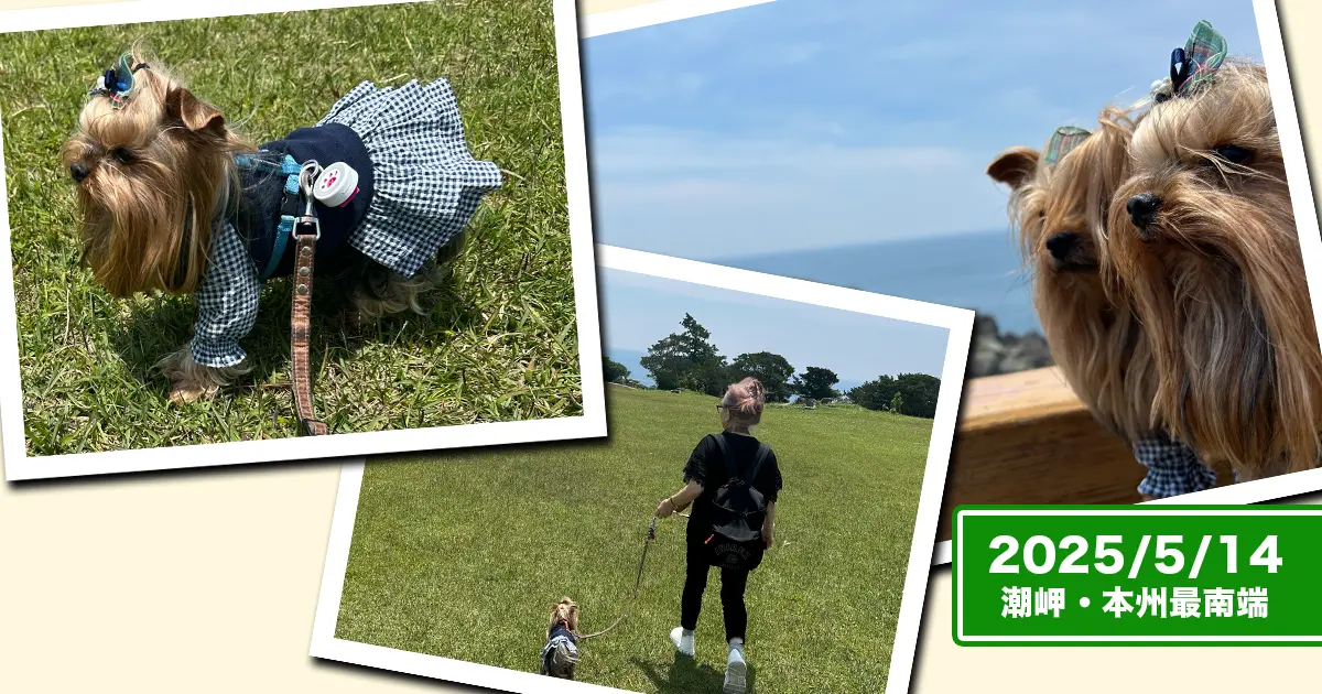 潮岬の「望楼の芝」を散歩するヨークシャーテリア（テリー＆リアン）とばあばのコラージュ