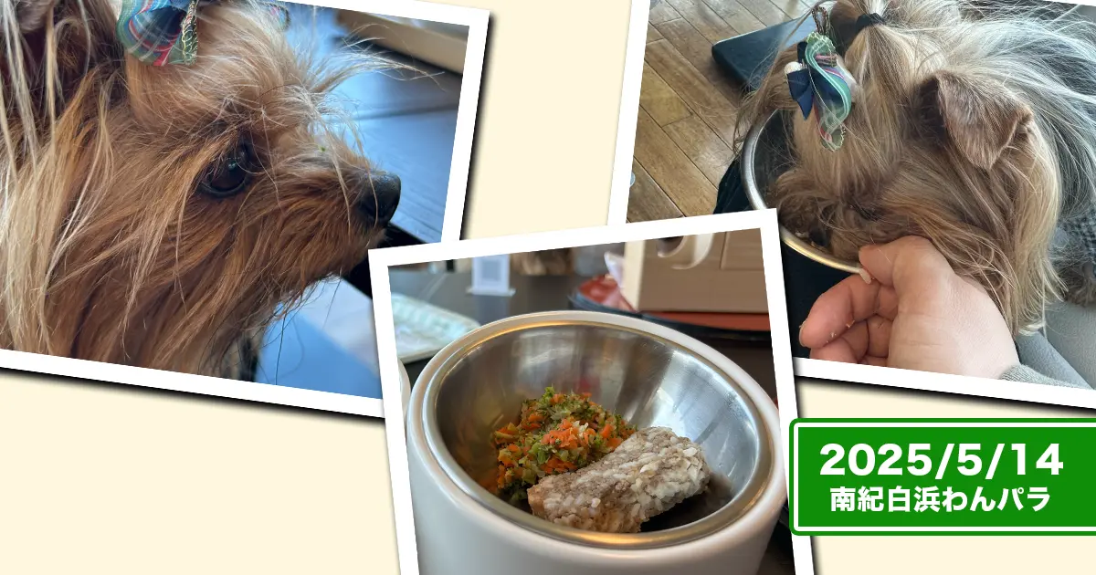 南紀白浜わんわんパラダイスの『わんバーグ』に夢中なヨークシャーテリア（テリー＆リアン）。お皿と食べてるヨーキーズのコラージュ。