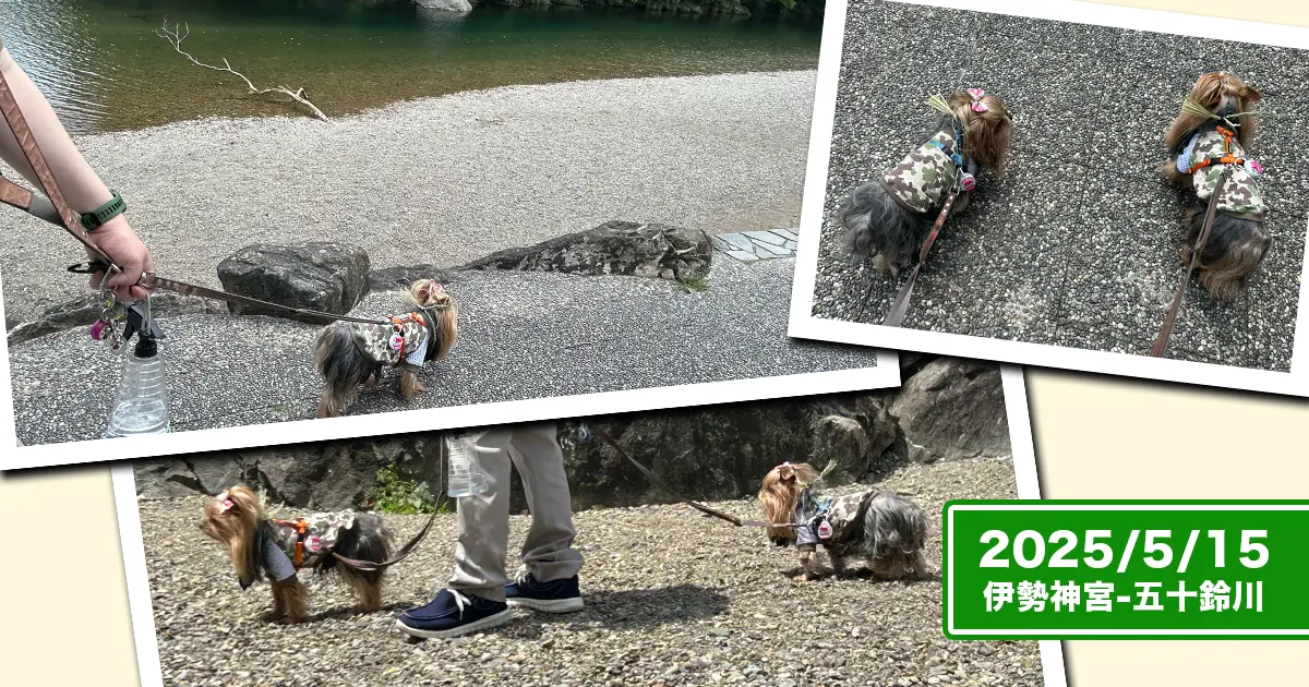 五十鈴川を散歩するヨークシャーテリア